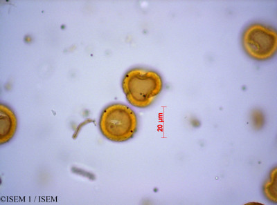 ISEM 1/Stoebe_kilimandscharica_21687/Stoebe_kilimandscharica_21687_0001(copy)_thumb.jpg